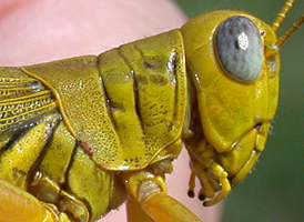 Differential Grasshopper